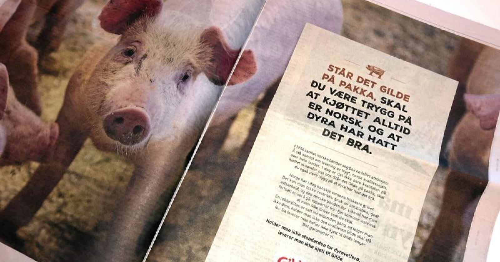 En dokumentar om svineprodusenter som ble sendt på NRK onsdag, har skapt reaksjoner. Torsdag slo Gilde tilbake i en annonse i flere norske aviser. Foto: Lars Bilit Hagen