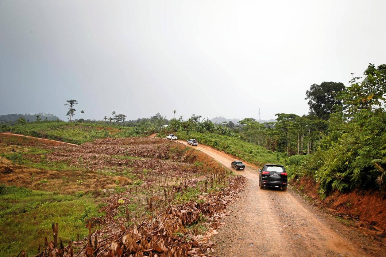 Statsminister Erna Solberg (H) besøkte avskogede områder i regnskogen på Sumatra i Indonesia i 2015. Ødeleggelse av regnskog er en trussel mot svært mange forskjellige arter. Foto: Heiko Junge / NTB scanpix