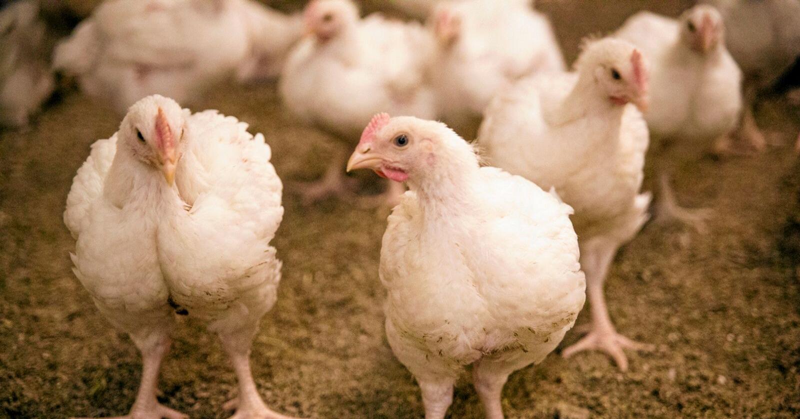 For å halde nok varme i fjøsa krev kyllingproduksjon mykje energi, særleg på vinteren. Foto: Dyrevernalliansen
