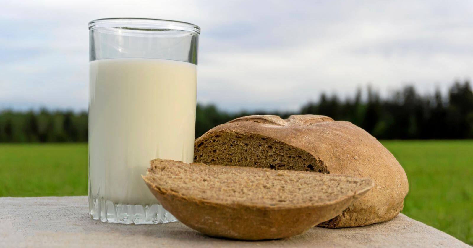 Skal Norge være selvforsynt i en krisesituasjon kan det bli behov for flere melkekyr, mens det bør være nok korn til befolkningen med dagens produksjon. Melk og korn er i dag de to viktigste kildene til energi i nordmenns kosthold  Foto: Mostphotos