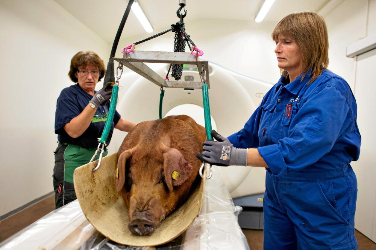 Tradisjonell avl: Her fra MR-scanning av gris på Norsvin Delta teststasjon i 2013. Foto: Ketil Blom Haugstulen