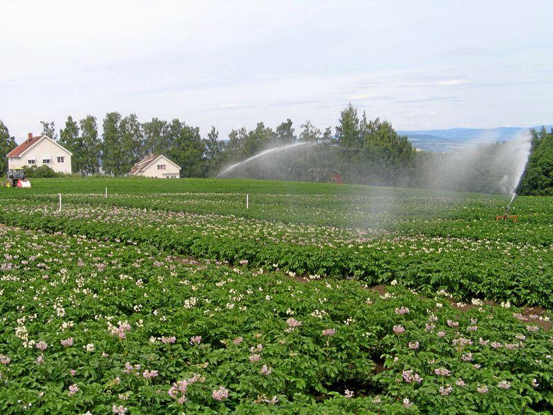 Mange bønder dyrker grønnsaker eller poteter på kontrakt til industriell bearbeiding. Nå krever deres organisasjon økte priser. Foto: Per J. Møllerhagen