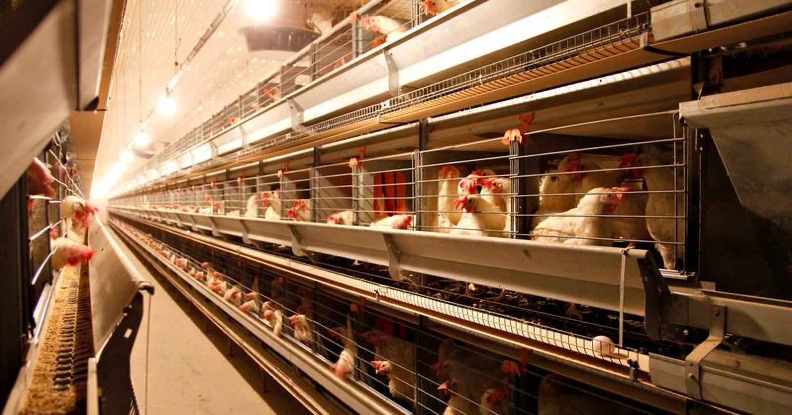 Orkla skal før 2020 gå fra egg fra høner i miljøbur, til egg fra frittgående høns. (Foto: Øystein Heggdal)