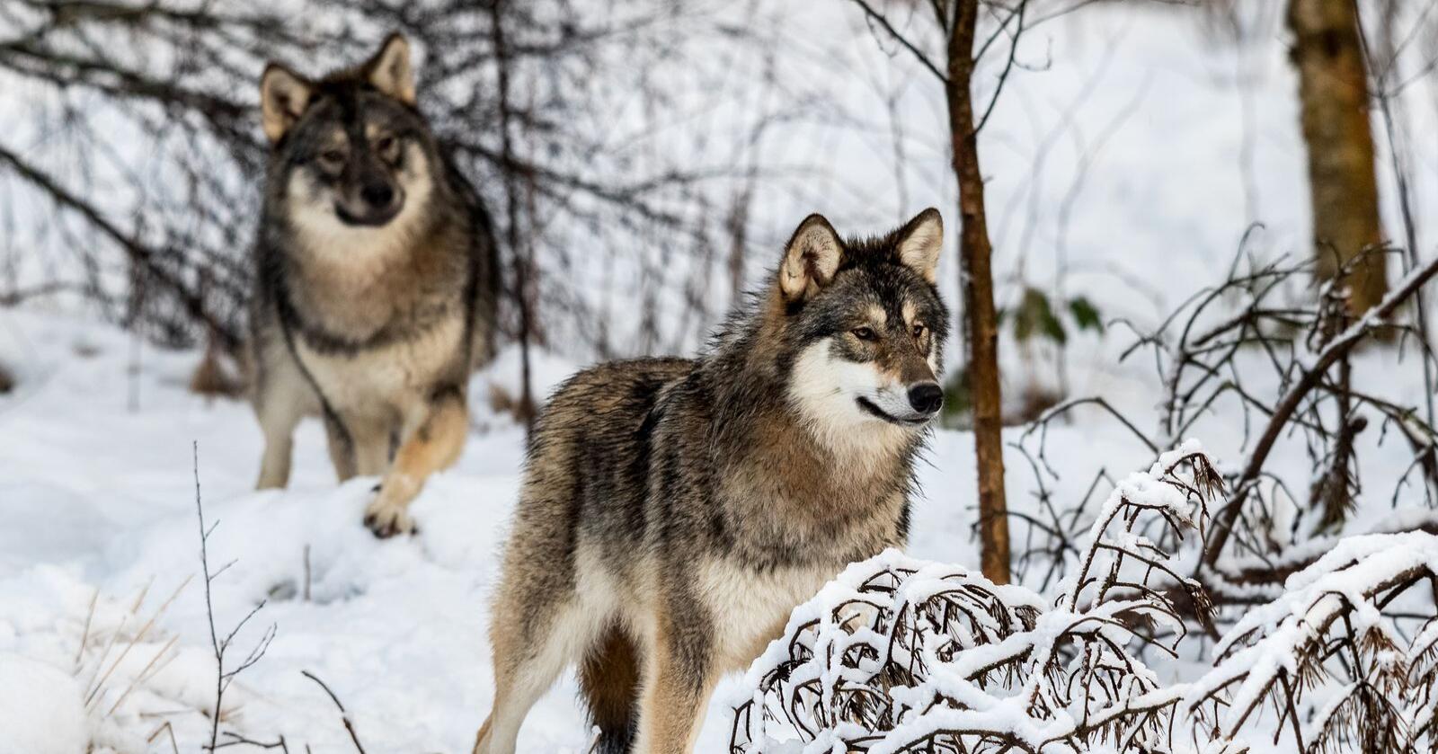 Rovdata og Viltskadecenter anslår at det til sammen er 540 ulver i Norge og Sverige. Foto: Mostphotos