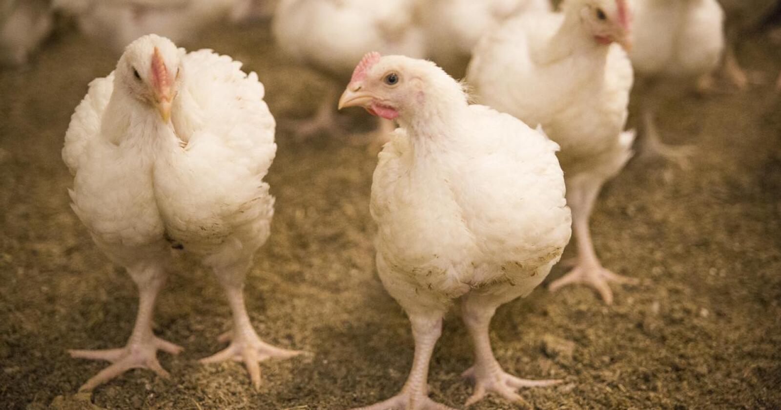 Utsatt: Titusener av høns og kylling er avlivet etter utbrudd av fugleinfluensa på Jæren. Foto: Dyrevernalliansen