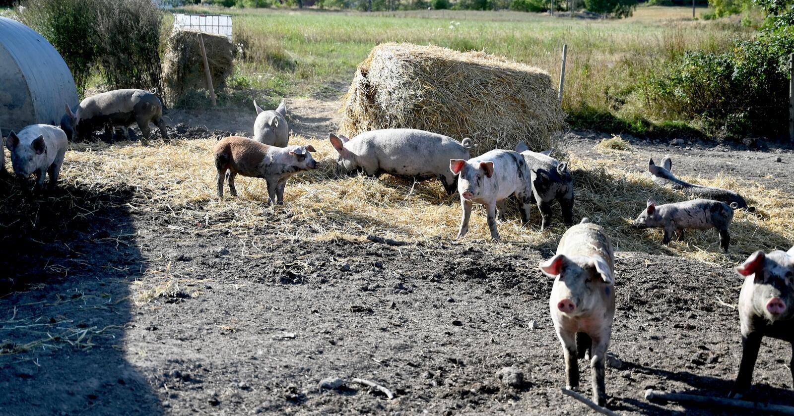 Venstre vil at 20 prosent av jordbruksarealet her i landet skal være økologisk. I dag ligger vi på om lag fem prosent, ifølge SSB. Her fra en økologisk griseproduksjon i Vestfold. Foto: Mariann Tvete
