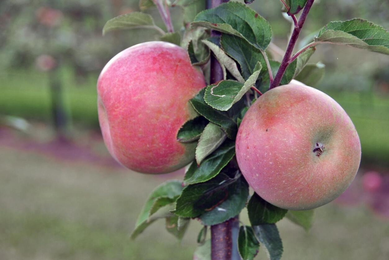 Årets eplesesong har vært usedvanlig dårlig. Det betyr at mange bønder søker erstatning. Foto: Mariann Tvete