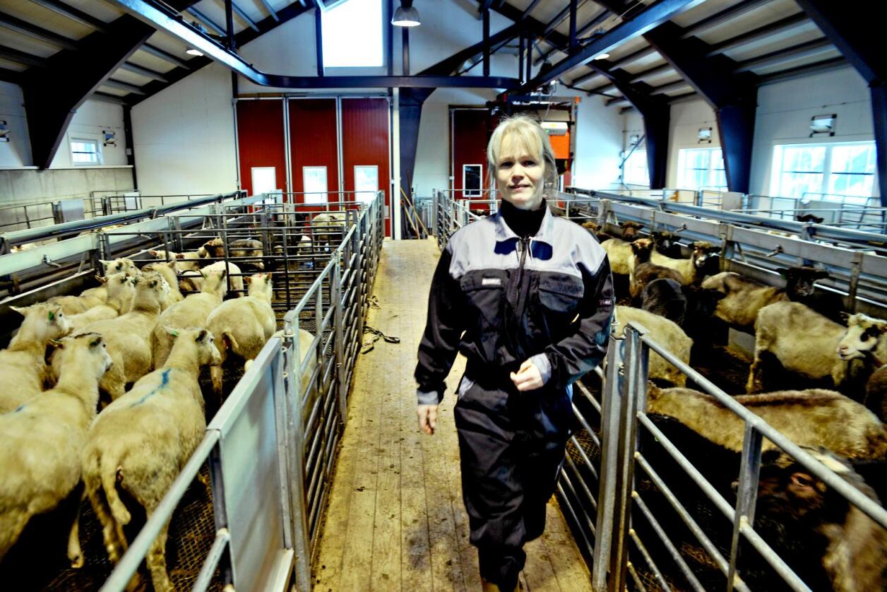 Sauebonde Else Horge Asplin har 170 vinterfôrede sauer i Nesbyen i Hallingdal og kjenner seg godt igjen i tallenen fra Nibio. Foto: Mariann Tvete
