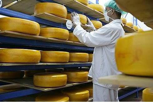 Arla vil lage gmo-ost for å få ein meir effektiv produksjon. Foto: Arla