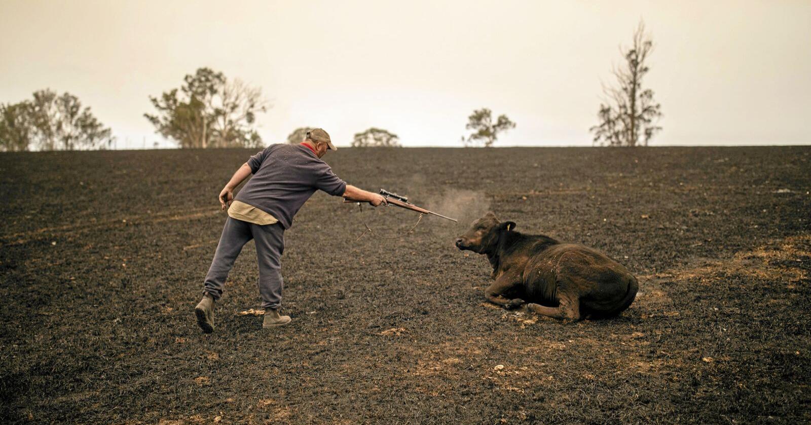 Melkebonde Steve Shipton måtte avlive flere av kyrne sine etter skogbrannene tok veien gjennom eiendommen hans. Foto: EPA/SEAN DAVEY