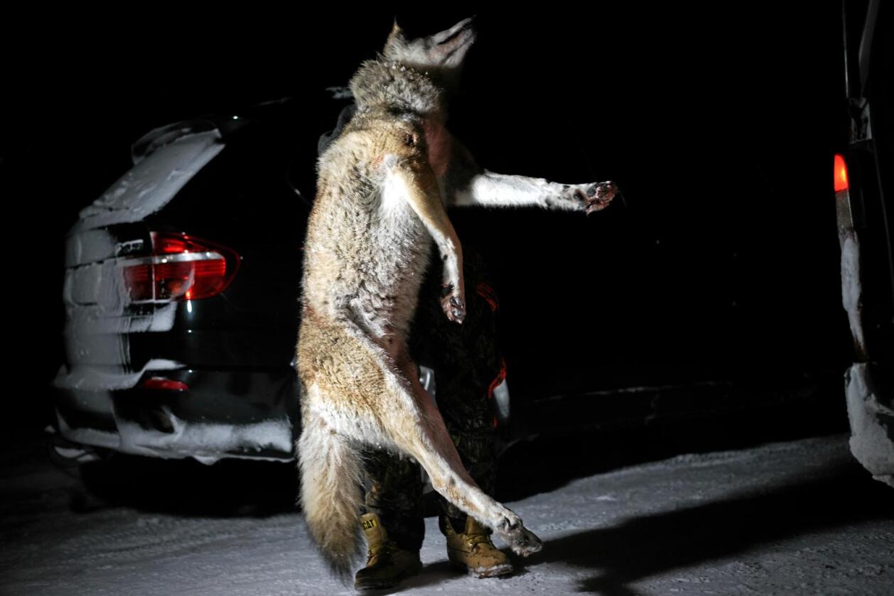 Jakt: Under vinterens ulvejakt er det skutt 16 ulver, som denne i Rendalen i Hedmark. Foto: Benjamin Hernes Vogl