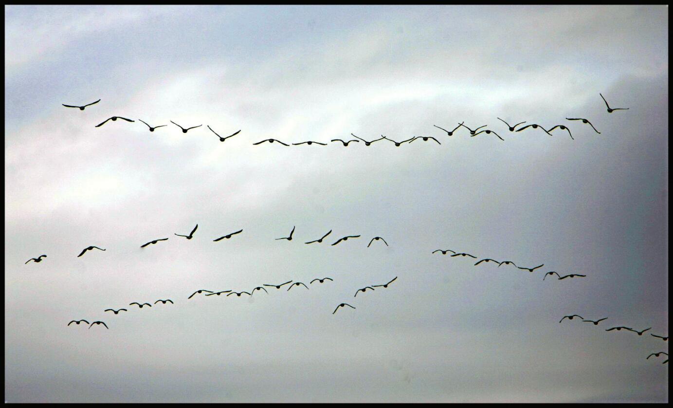 Trekkfugler: Fugler over hele verden lander hvert år i natur som endrer seg gradvis. Foto: Tor Richardsen/NTB scanpix