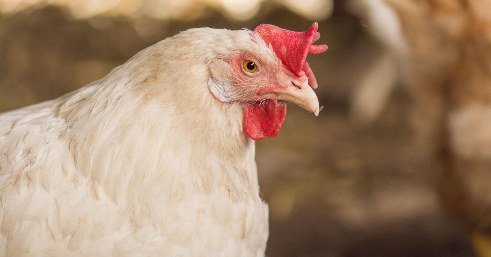 Eggprodusent: Verpehønene og andre produksjonsdyr trenger både politikere og bransjeledere som ser dem og taler deres sak, og som ikke kun er opptatt av bondens økonomi, skriver innsenderen. Illustrasjonsfoto: Mostphotos 
