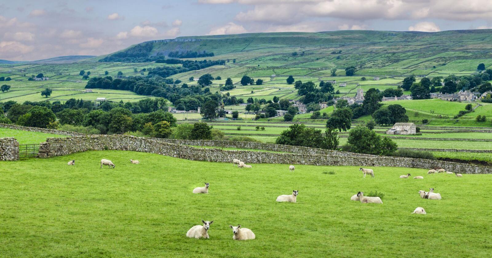 Britiske sauebønder produserer lammekjøtt enn noen andre i Europa, og eksporterer en betydelig del av det. Bondelaget frykter britene vil se til Norge, om de mister markedsadgang i EU. Dette bildet er fra Wensleydale i North Yorkshire. (Foto: Shutterstock)