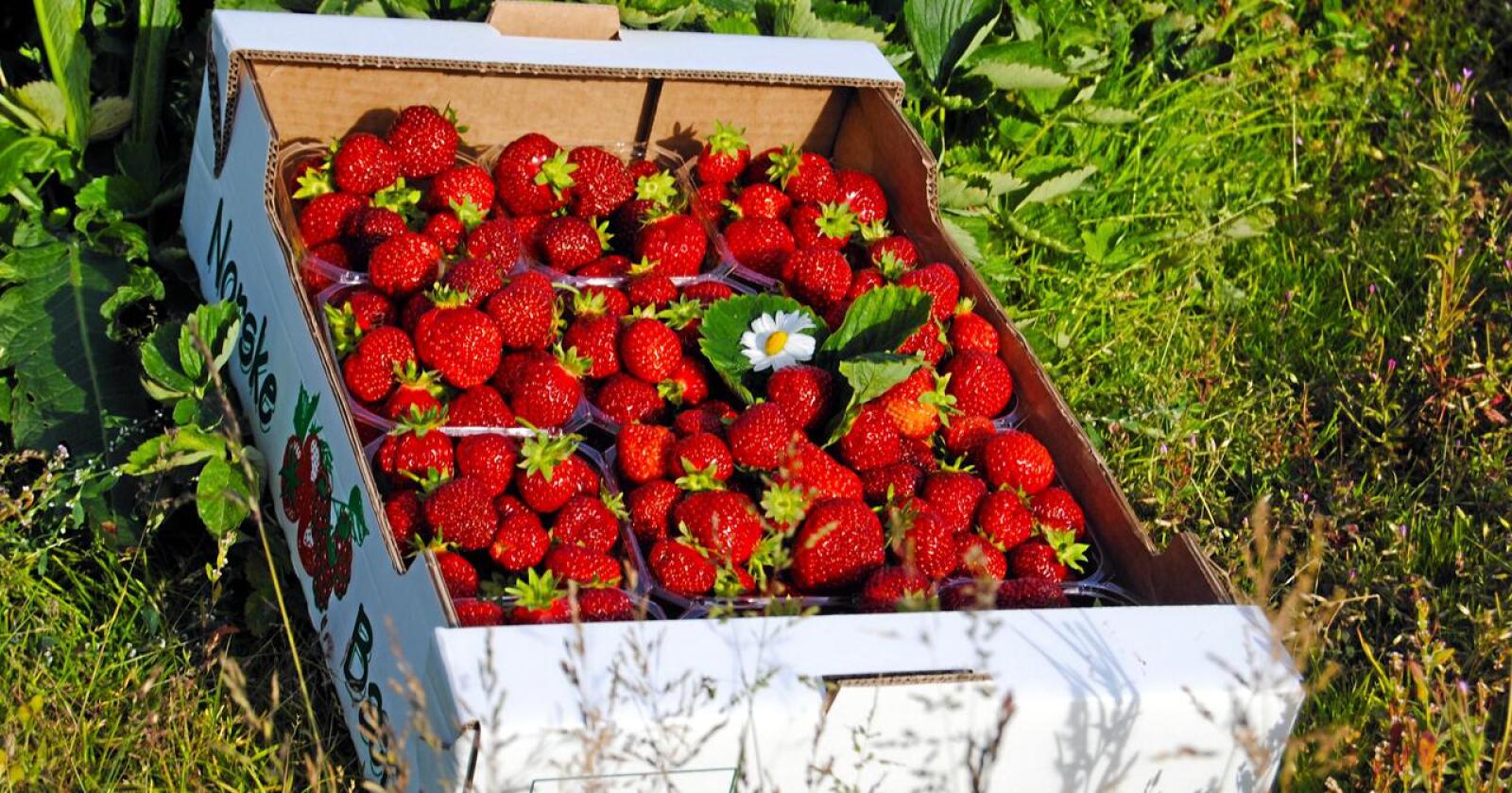 Hvorfor skal det bli «prisøkning i alle ledd», som Bama sier, når jordbærbønder får økte kostnader, fordi nordmenn plukker seinere enn utlendinger? Foto: Astrid S. Dypvik