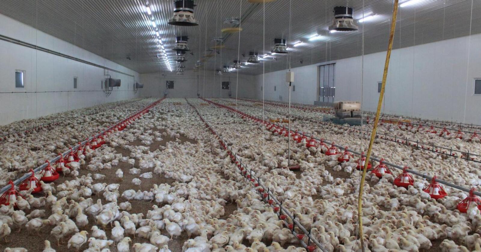 Fast food: Det tar bare 30 dager å øke kyllingproduksjonen. En ammeku ekstra trenger to år. Foto: Siri Mo