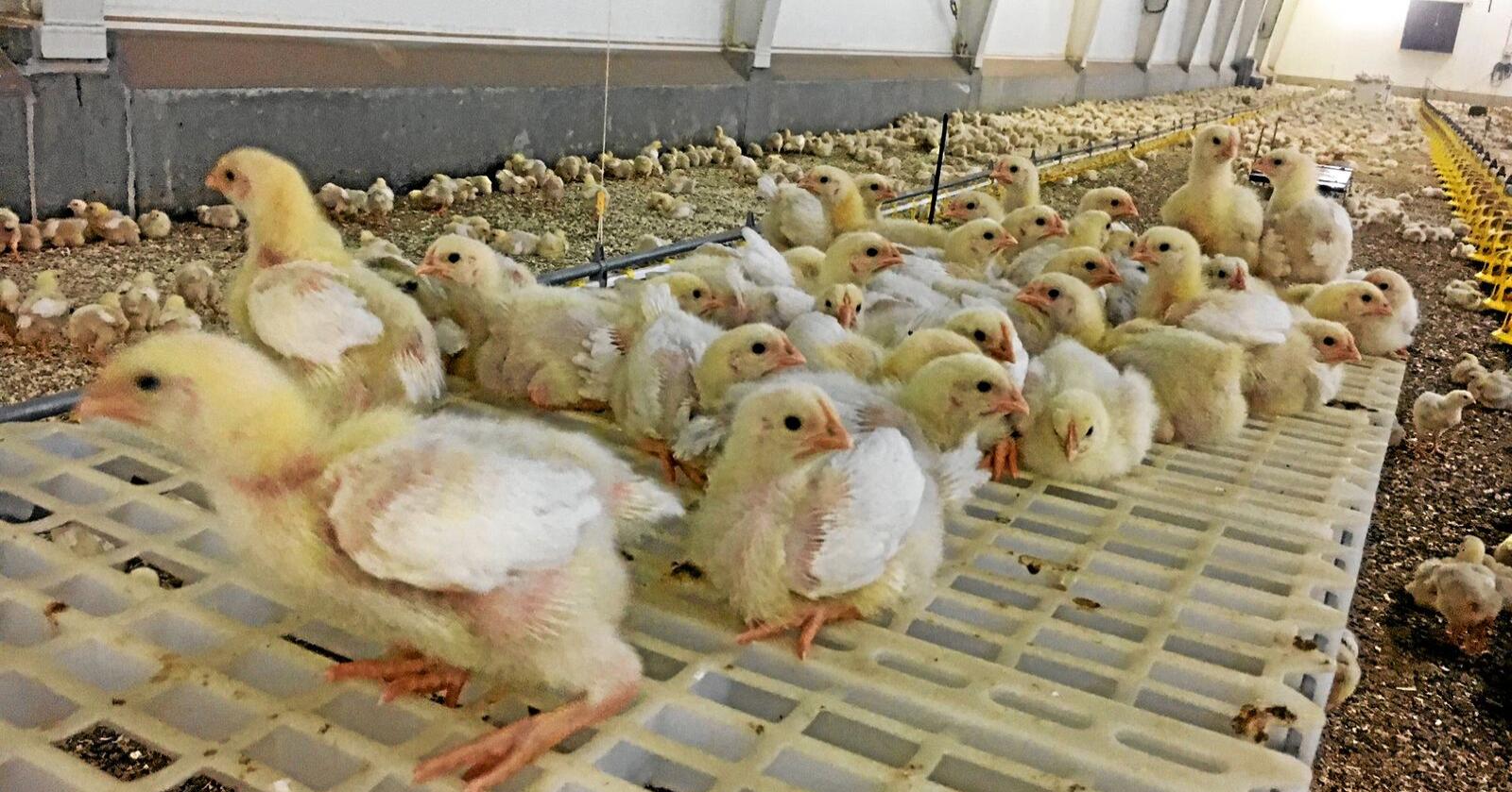 Kyllingrasen Hubbard er kjent for å vokse saktere enn kyllingene som har blitt kalt for «turbokyllinger» av dyrevernsorganisasjoner. Foto: Kato Nykvist