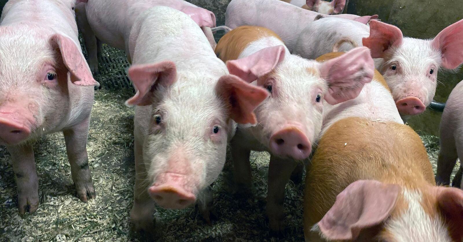 Dette er noen av grisene som har vært med på de unike testforsøkene hvor kraftfôret er produsert med gjær dyrket på sukker utvunnet av norske grantrær. Foto: Felleskjøpet