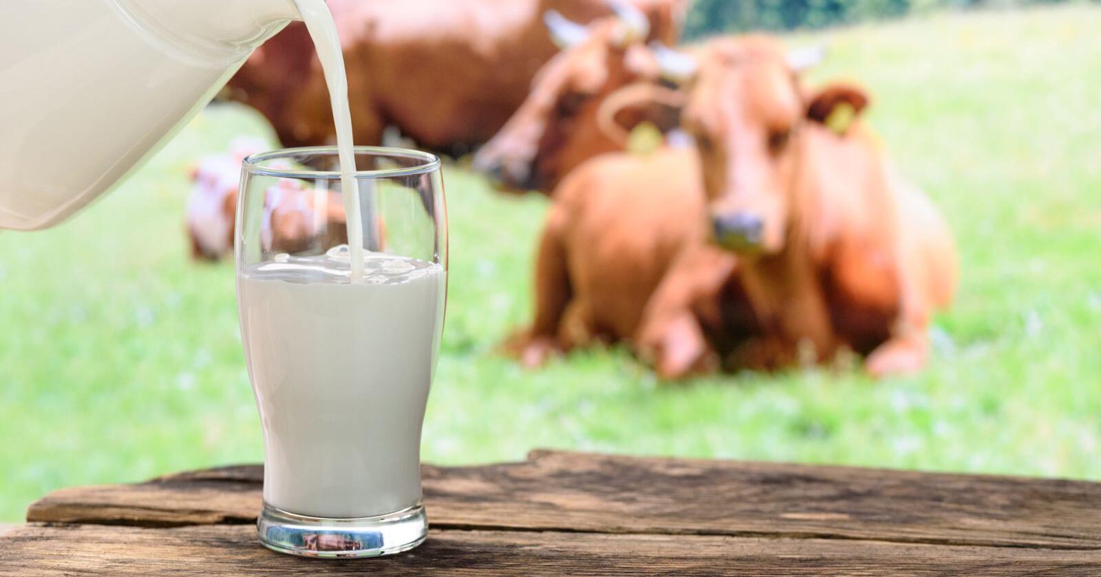 Må ikke ha: Melk og meieriprodukter utgjør cirka 22 prosent av proteininntaket. Disse tallene viser at vi ikke er avhengig av melk for å dekke proteinbehovet, skriver innsenderne. Foto: Mostphotos