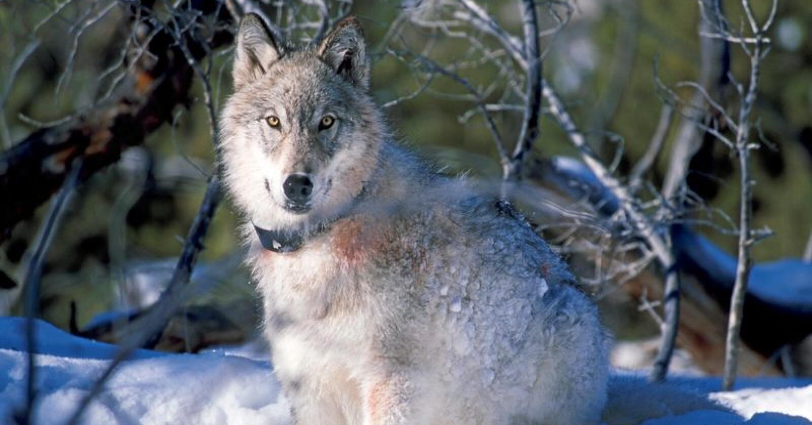 Regjeringen har bestilt en faglig utredning av ulvebestanden i Norge. Denne ulven er derimot fotografert i USA. Foto: William Campbell 