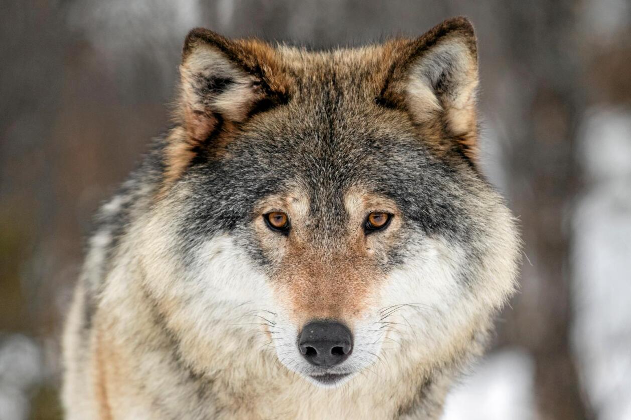 Regjeringen har vedtatt at 42 ulver kan felles i vinter. Foto: NTB scanpix