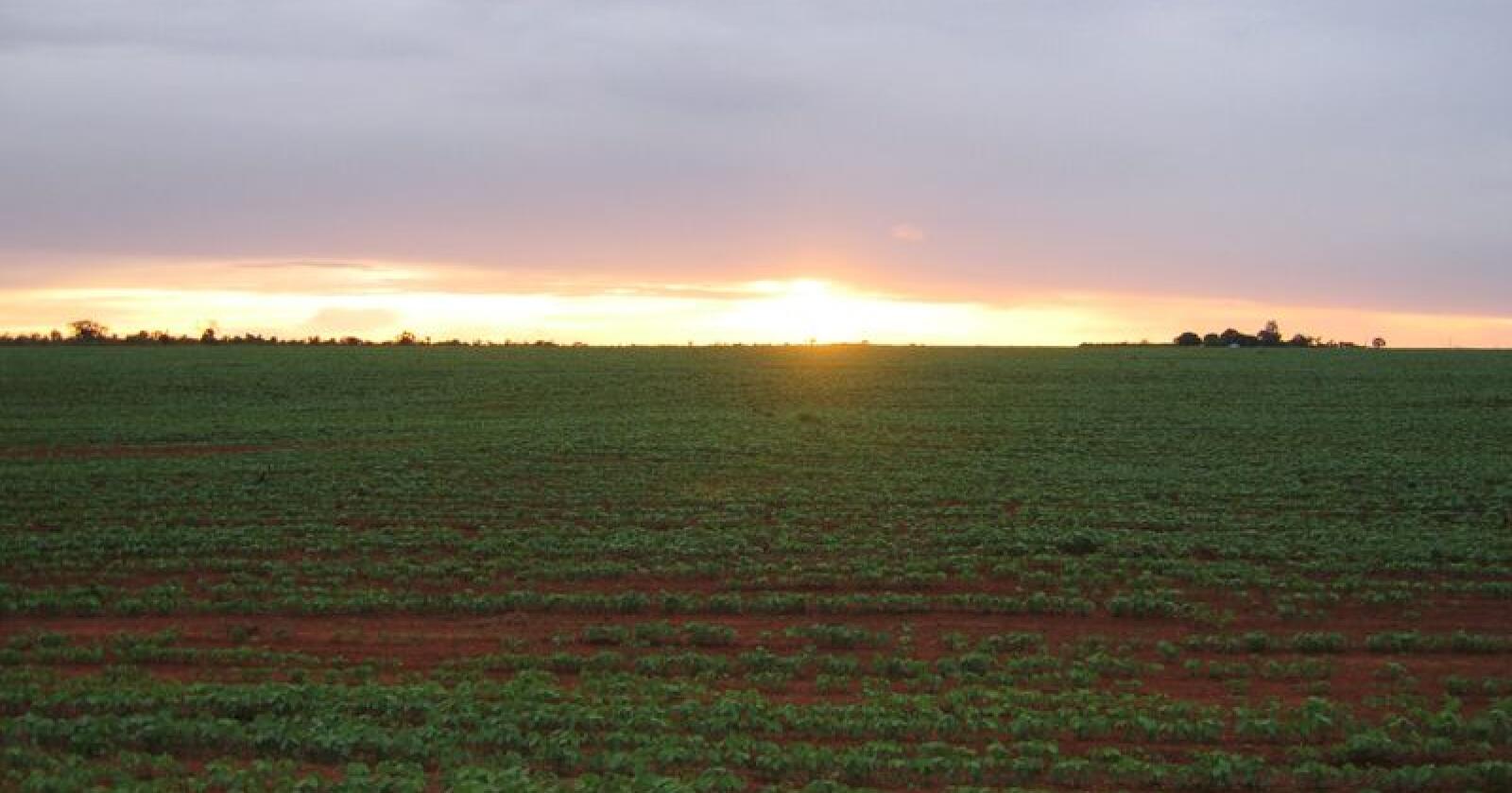  Vinn fram: Produkt frå den sør-amerikanske cerradoen har nyss vunne meir innpass i Europas handlediskar. Foto: Jan Husby