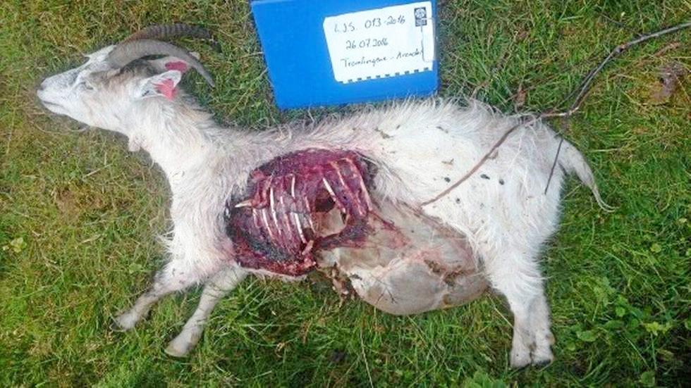 To geiter ble funnet drept på Tromøy tirsdag. Foto: Statens naturoppsyn