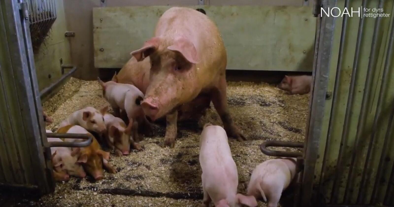  Flere grisebønder reagerer på Noahs nye dokumentarfilm «Faktisk lovlig: Et innblikk i grisens liv». Foto: skjermbilde/Noah