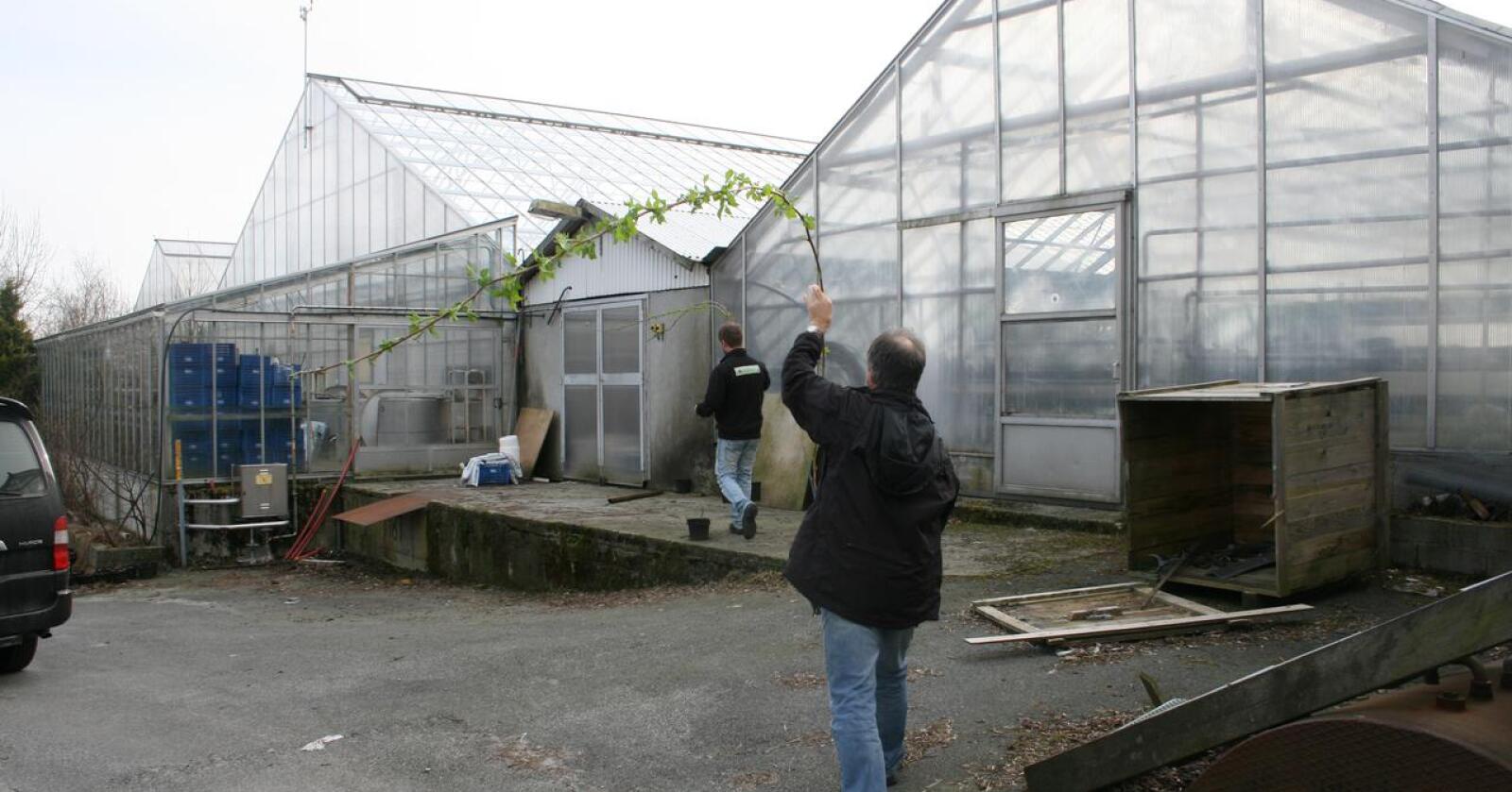 Høye priser gjør at gartnere i Rogaland bytter ut naturgass med propangass, til tross for et det er bygd ut eget rørsystem. Foto: Bjarne Bakkeheien Aase