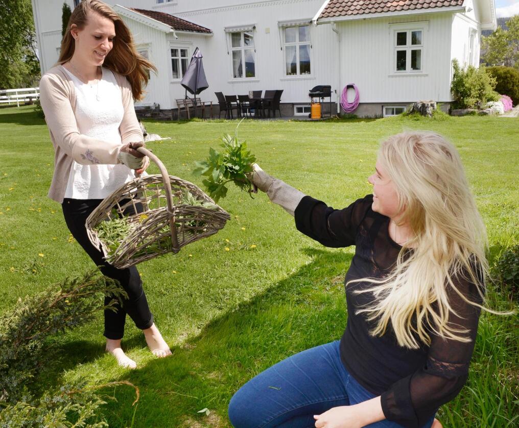 Selvplukk: Luking i hagen gir en ny mening for Linn Therese Olafsen (t.v) og Live Svalastog Skinnes etter at de tok i bruker ugress i matlagingen. Alle foto: Mariann Tvete