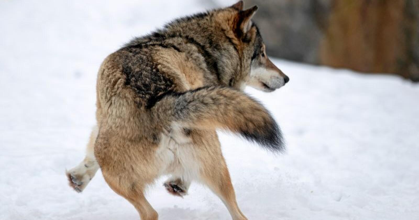 Sporing: Uten snø finner man ingen spor og uten spor finner man ikke DNA, skriver innsenderne.  Denne ulven holder til på Langedrag. Foto: Heiko Junge / NTB scanpix