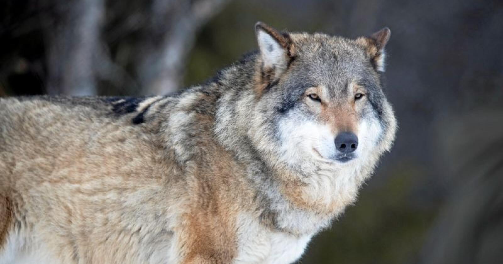 En ulv skal ha angrepet en pelsdyrgård i Finland. Foto: Heiko Junge / NTB scanpix