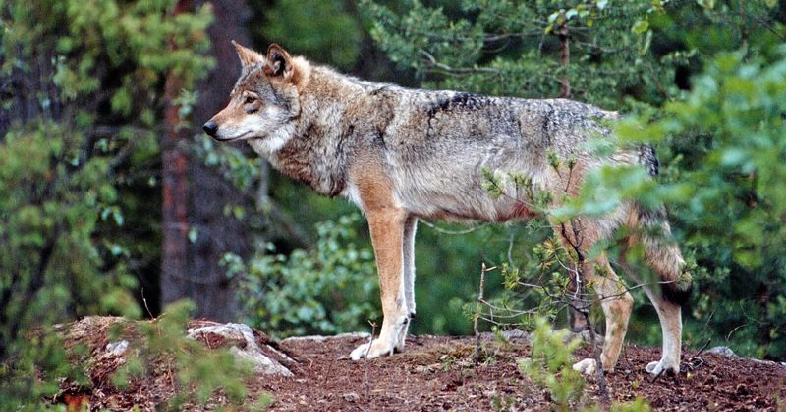 Norge og Sverige må samarbeide om forvaltningen av ulv, skriver Ingjerd Schou fra Høyre og Pål Jonson fra Moderaterna. Foto: Gorm Kallestad 