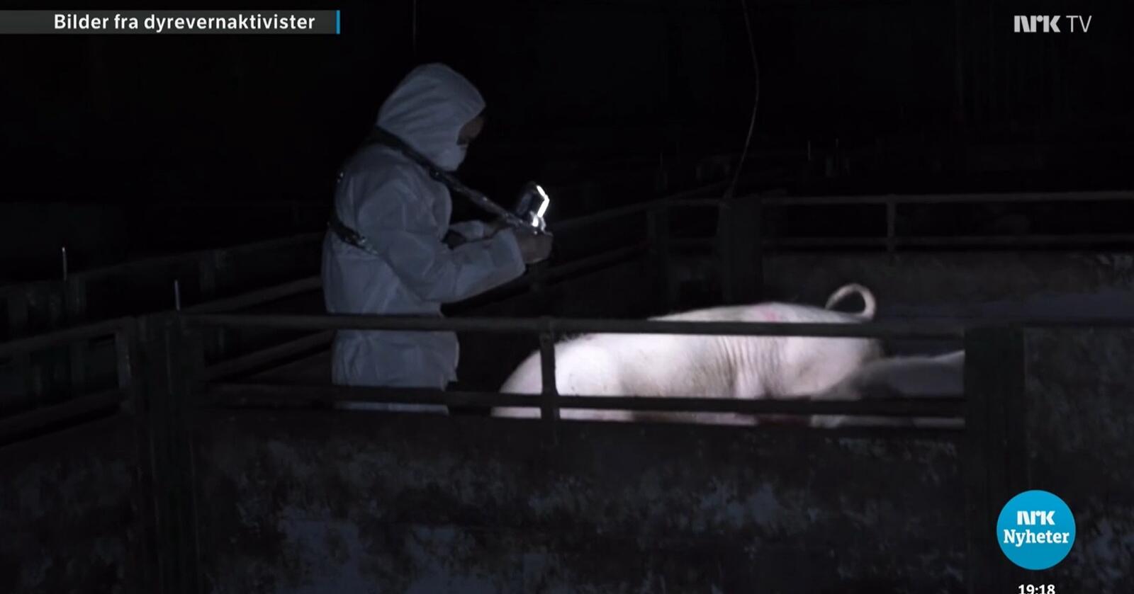 NRK viste bilder, tatt av aktivister, fra svinegårder. Nå har tingretten avvist dette som bevis. Skjermdump: NRK Dagsrevyen