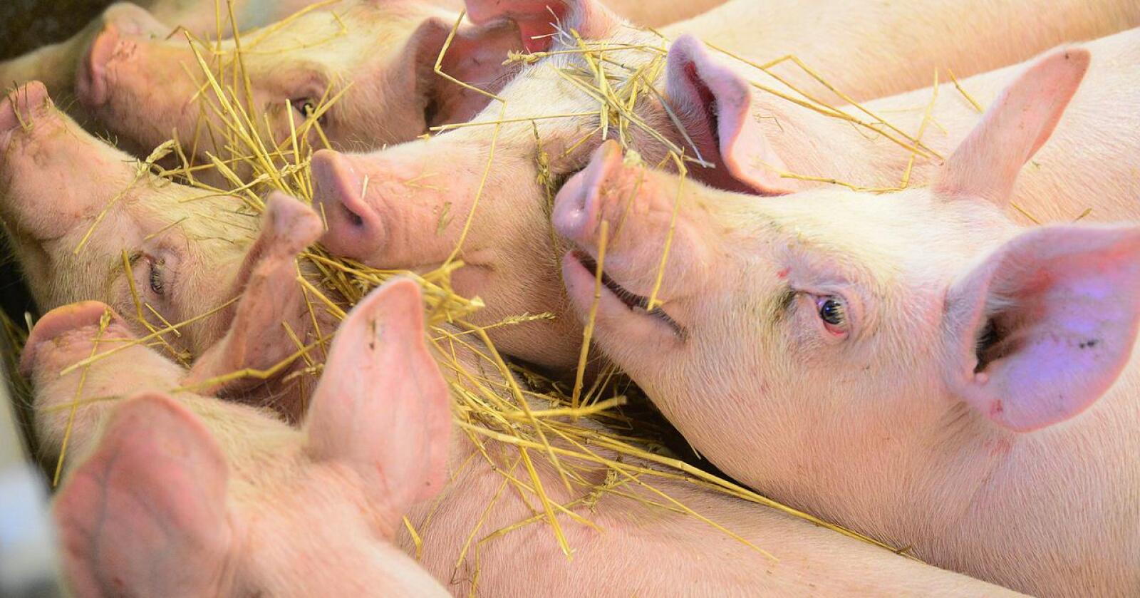 Dyrevelferd: Det føres ikke kontroll med alle matproduserende dyrehold i Norge. Mattilsynet har ikke ressurser til å dra på rutinetilsyn, skriver kronikkforfatterne. Illustrasjonsfoto: Siri Juell Rasmussen