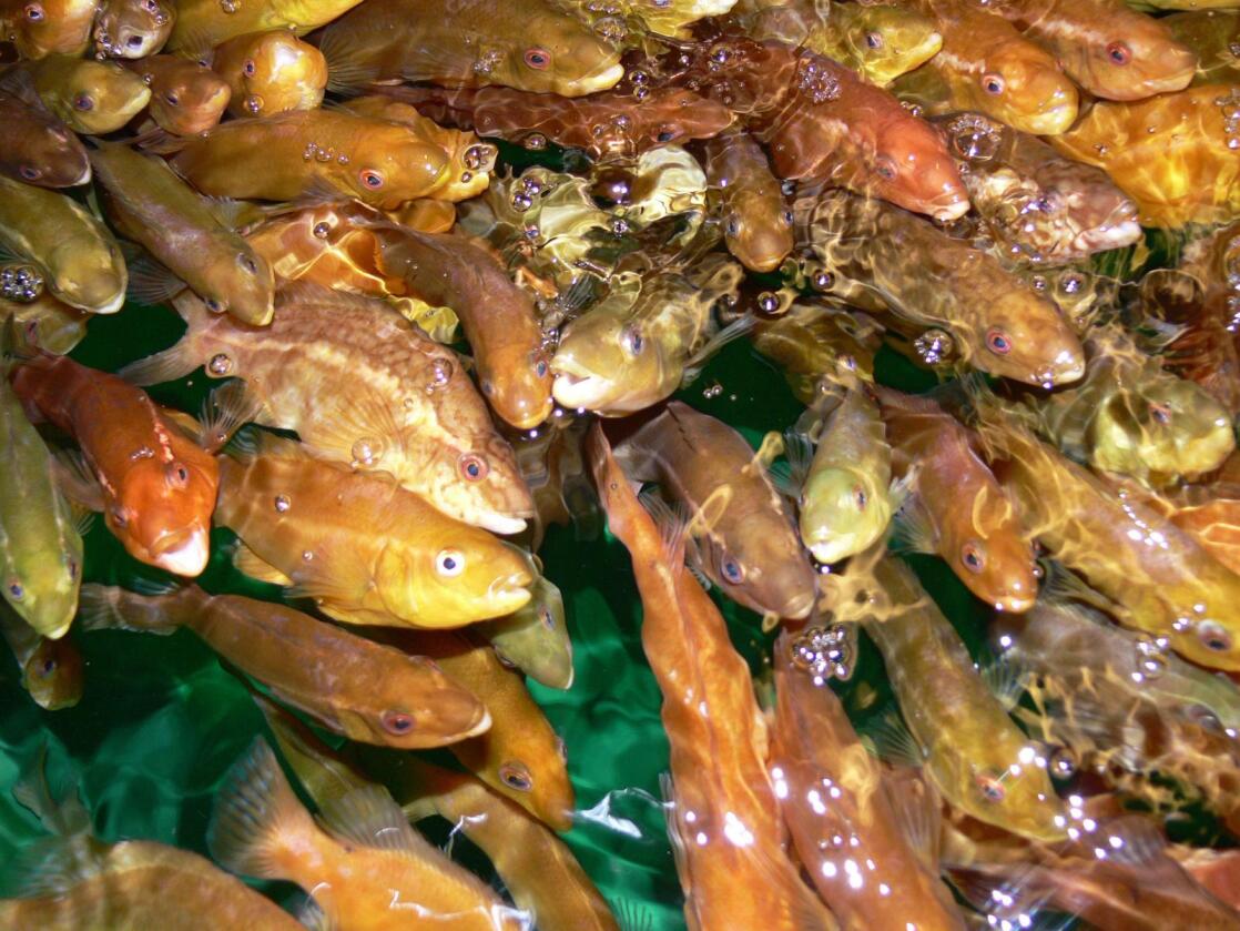 Millionar av fangsta og oppala leppefisk blir no sette til å beite lus av laks og aure i oppdrettsanlegga. Truleg det største dyrevelferdsproblemet vi har, meiner Dyrevernalliansen. Foto: H. Browman
