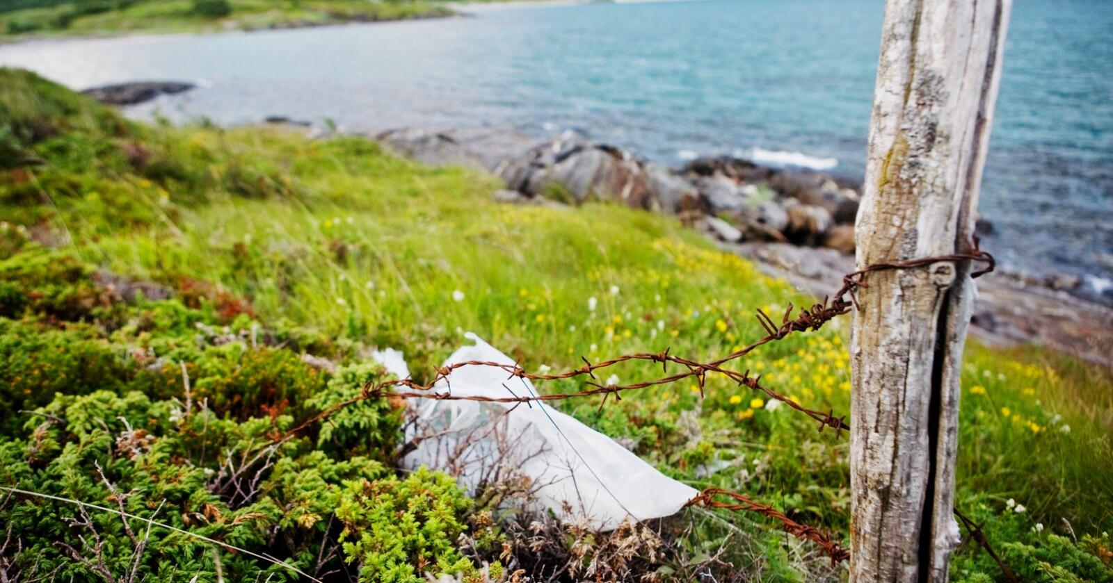 Gammelt gjerde med piggtråd i Steigen i Nordland.Foto: Kyrre Lien / NTB 