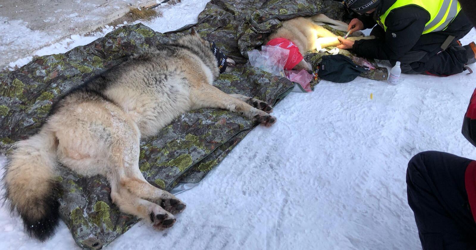 Her fra da det genetisk viktige ulveparet fra Deisjø-reviret ble lokalisert, bedøvet og flyttet til Østfold i januar i år. Foto: Klima- miljødepartementet