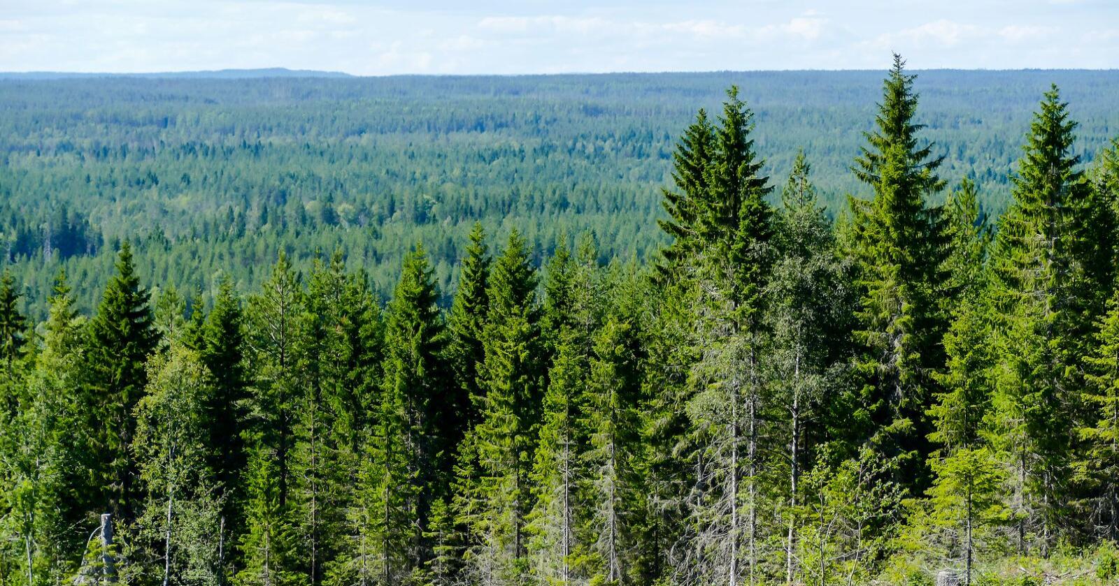EU vedtok forrige uke utkast til nytt regelverk for bioenergi. Dette mener Norges Skogeierforbund vil legge bånd på norsk skogbruk. Foto: Mostphotos