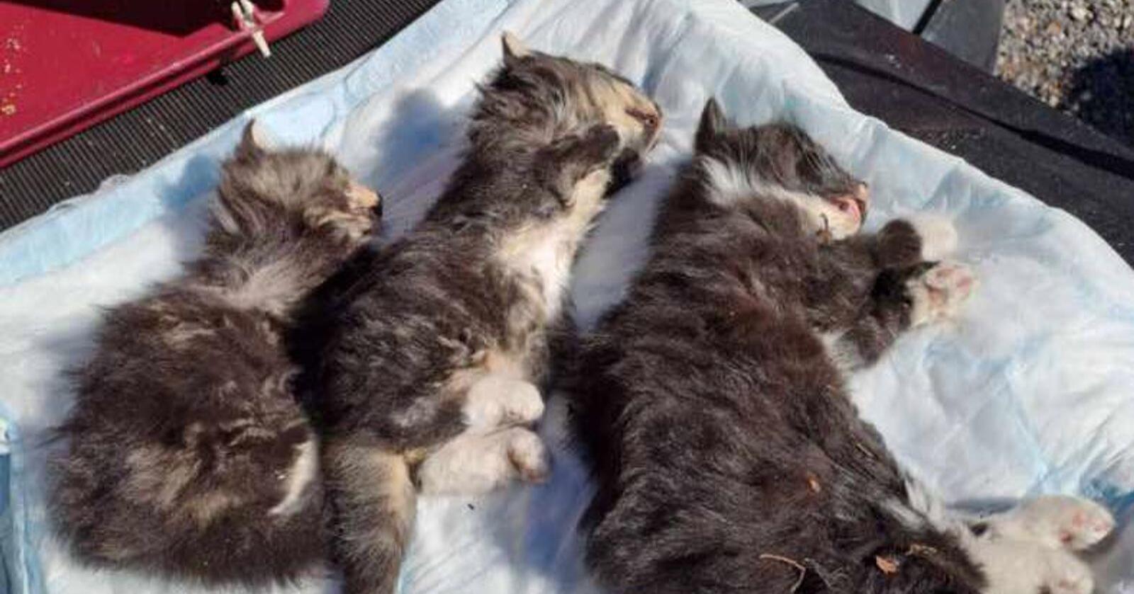 De tre kattungene ble funnet døde under en pall. Foto: Dyrebeskyttelsen Norge Fredrikstad og omegn