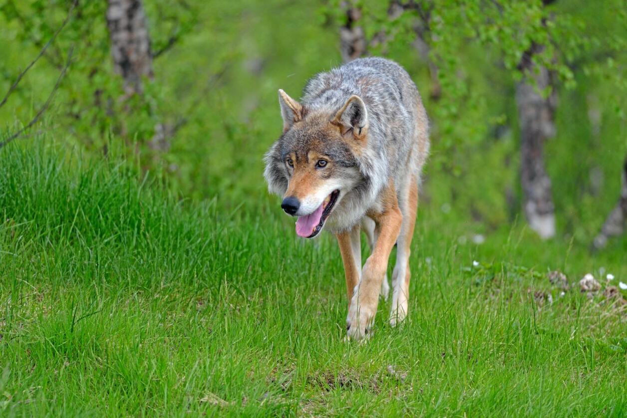 Jaktes på: I dag vart det dokumentert eit større angrep på sau i Hurdal, og fylkesmannen har gitt skadefellingsløyve på ein ulv. Foto: Colourbox