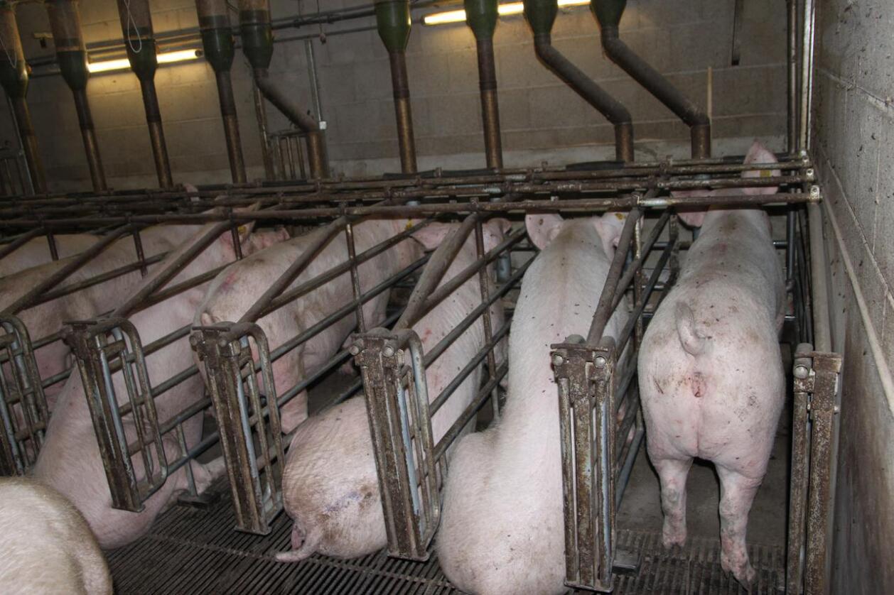 Andre krav: Produksjon av svinekjøtt i utlandet foregår ofte med et lavere fokus på dyrevelferd enn i Norge. Dette bildet er fra Nederland. (Foto Øystein Heggdal)