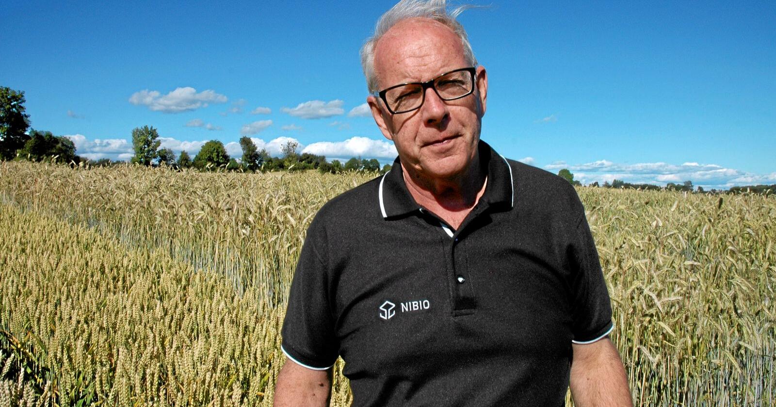 Vi nærmer oss en situasjon der det manglende regnet kan gå ut over avlingsnivået på høstkornet, sier Einar Strand i Norsk landbruksrådgivning. Arkivfoto: Jon Schärer.