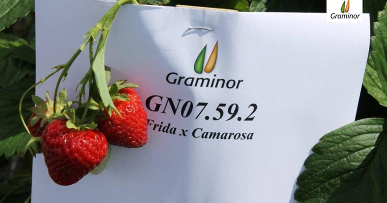 Graminor har brukt 12-13 år å utvikle den nye norske jordbærsorten, som foreløpig bare heter GN07.59.2. Foto: Graminor