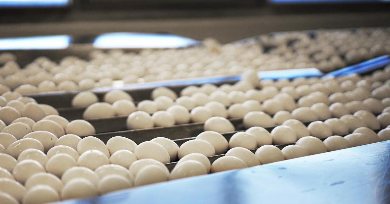 Store mengder egg måtte trekkes tilbake fra butikkhyllene etter utbrudd av Newcastlesyke hos en produsent i Klepp. Foto: Benjamin H. Vogl