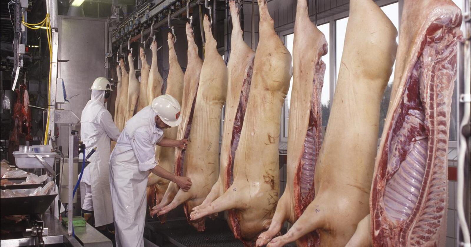 Nortura kunne mandag ta opp igjen slakting av gris. Arkivfoto: Nortura