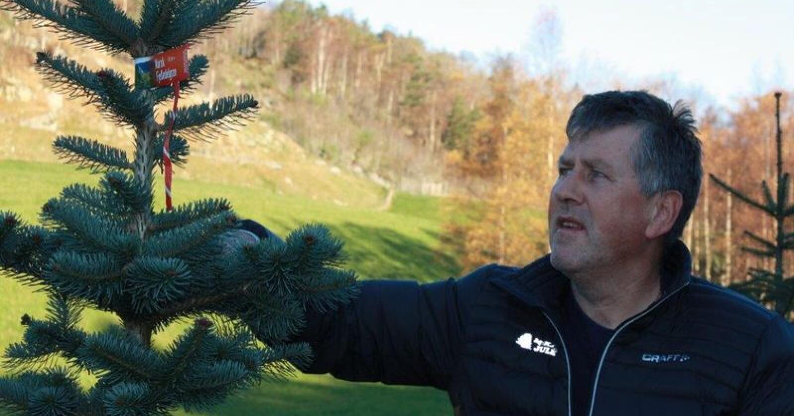 Mikal Hetland frå Ryfylke er ein av Noregs største juletredyrkarar. Foto: Privat