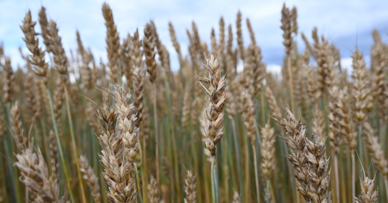 Asparagin: Hveten er konstruert for å ha mindre asparagin, en naturlig aminosyre som blir til akrylamid når brødet blir bakt eller rista. (Foto: Norsk Landbruk)