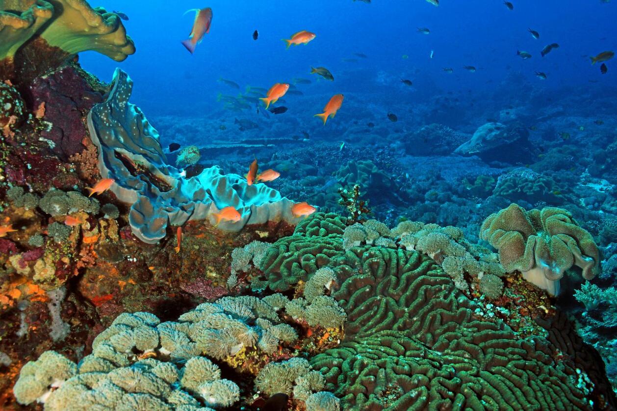 Ødelegger korallrev: Fisk med cyanid er i ferd med å true korallrevene, viser flere rapporter. Bildet er av Crystal Bay i Bali, Indonesia. Foto: Daniel Lamborn / Colourbox