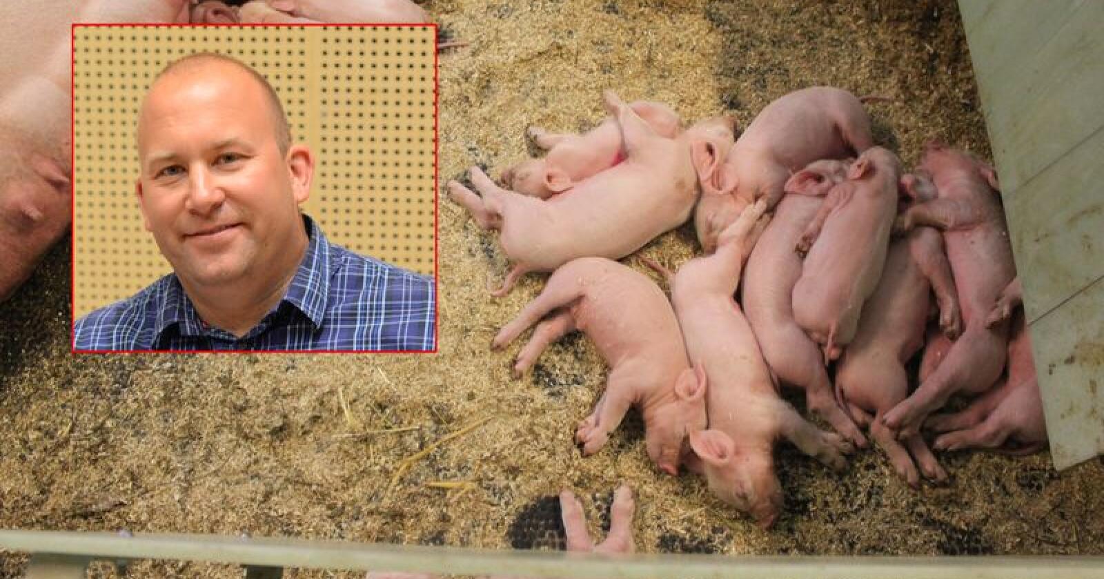 Dyr overproduksjon: Innfelt er en slaktegrisprodusenten Hans Edvard Holtung. Det er ikke hans griser på bilde. Foto: Camilla Mellemstrand